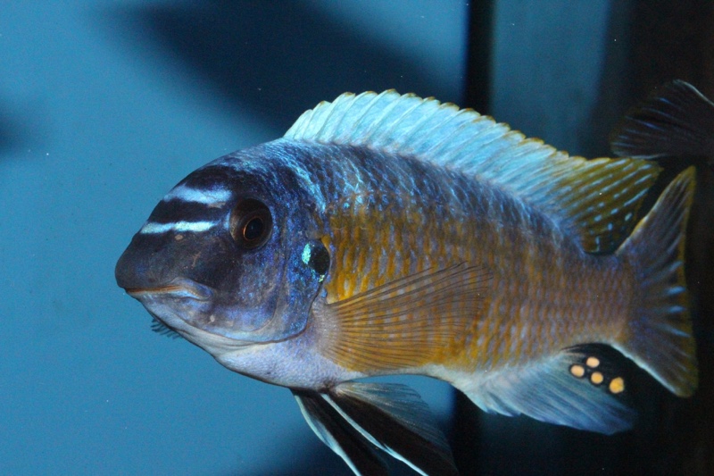 Labeotropheus fuelleborni 'Katale Island'